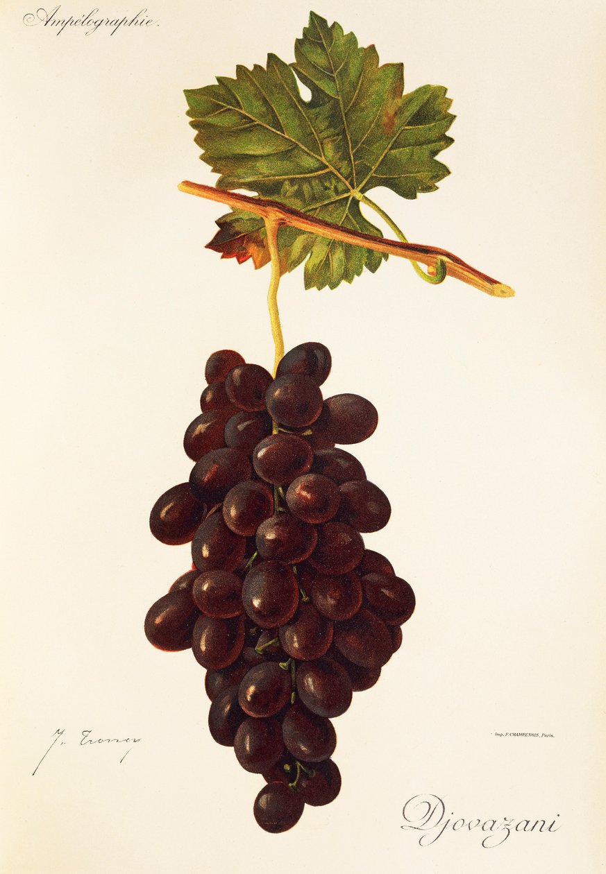 Djovazani grape by Jules Troncy