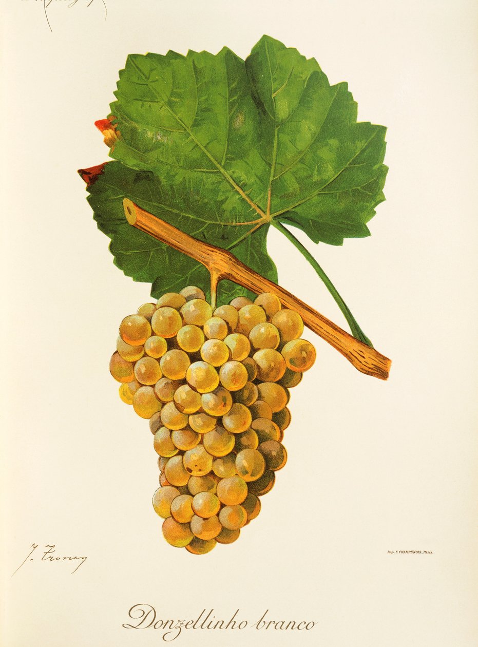 Donzellinho Branco grape by Jules Troncy
