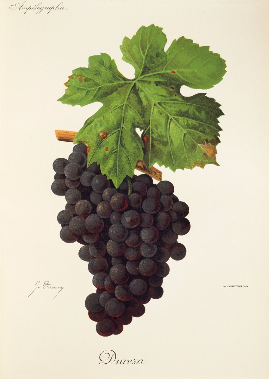 Dureza grape by Jules Troncy