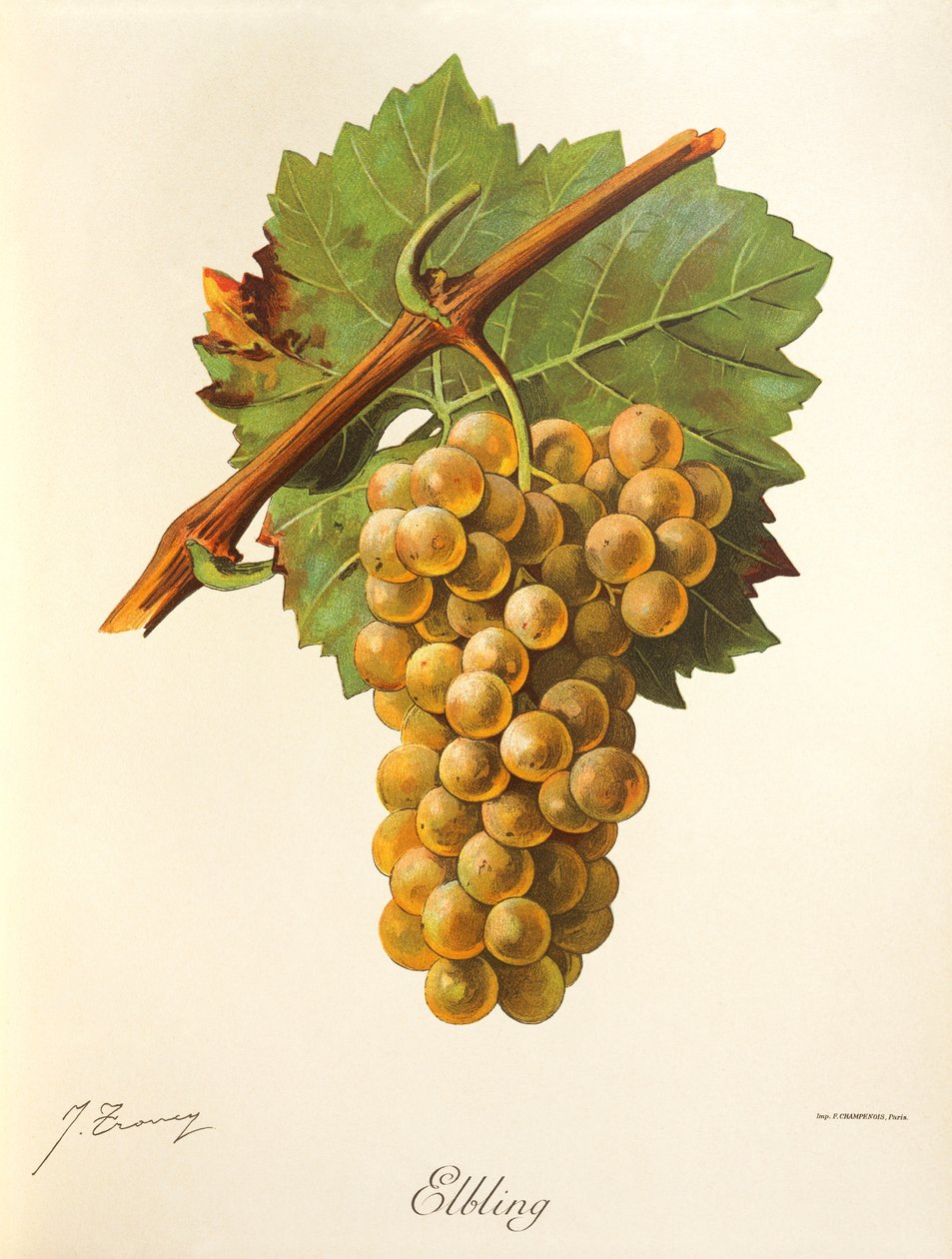 Elbling grape by Jules Troncy
