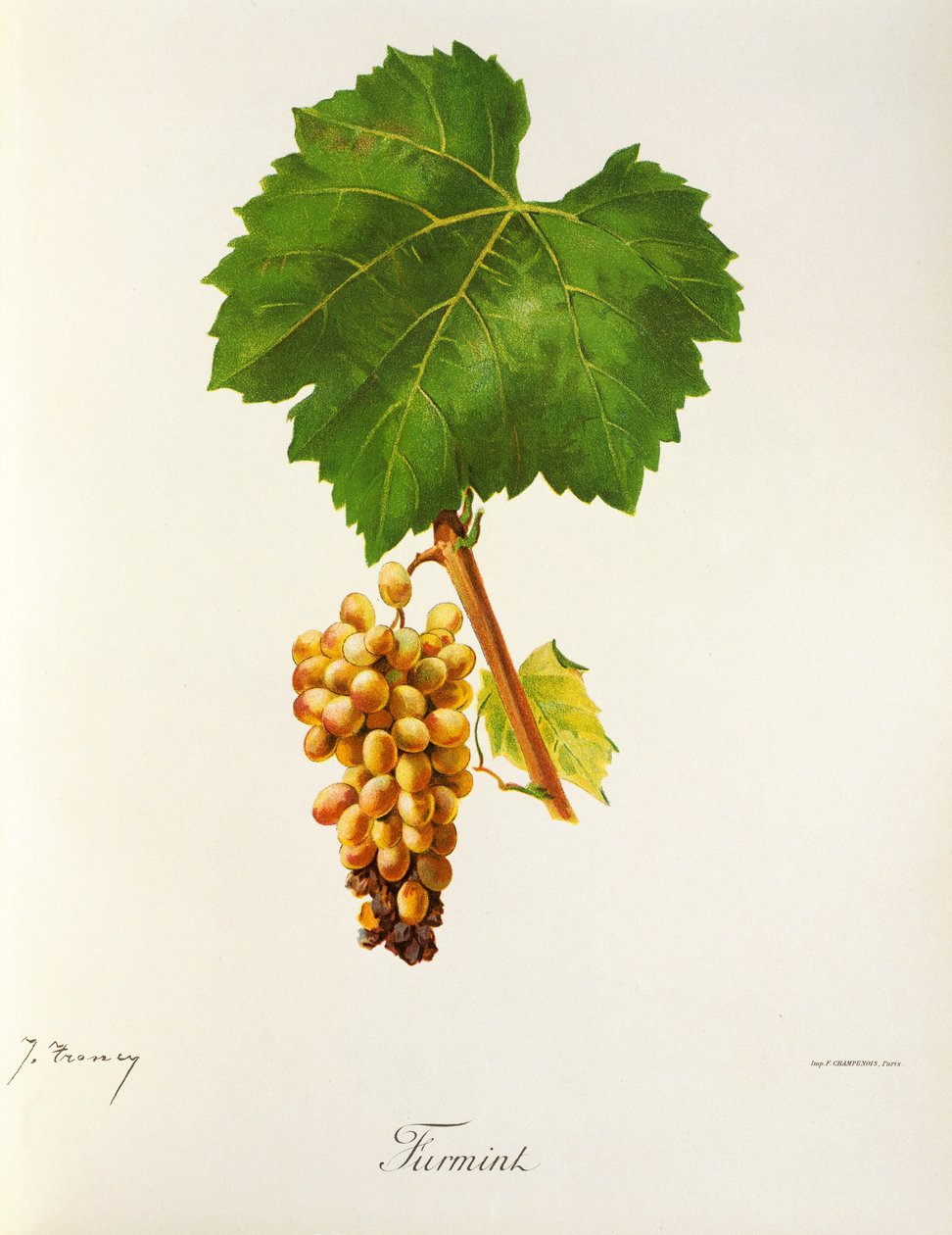 Furmint grape by Jules Troncy
