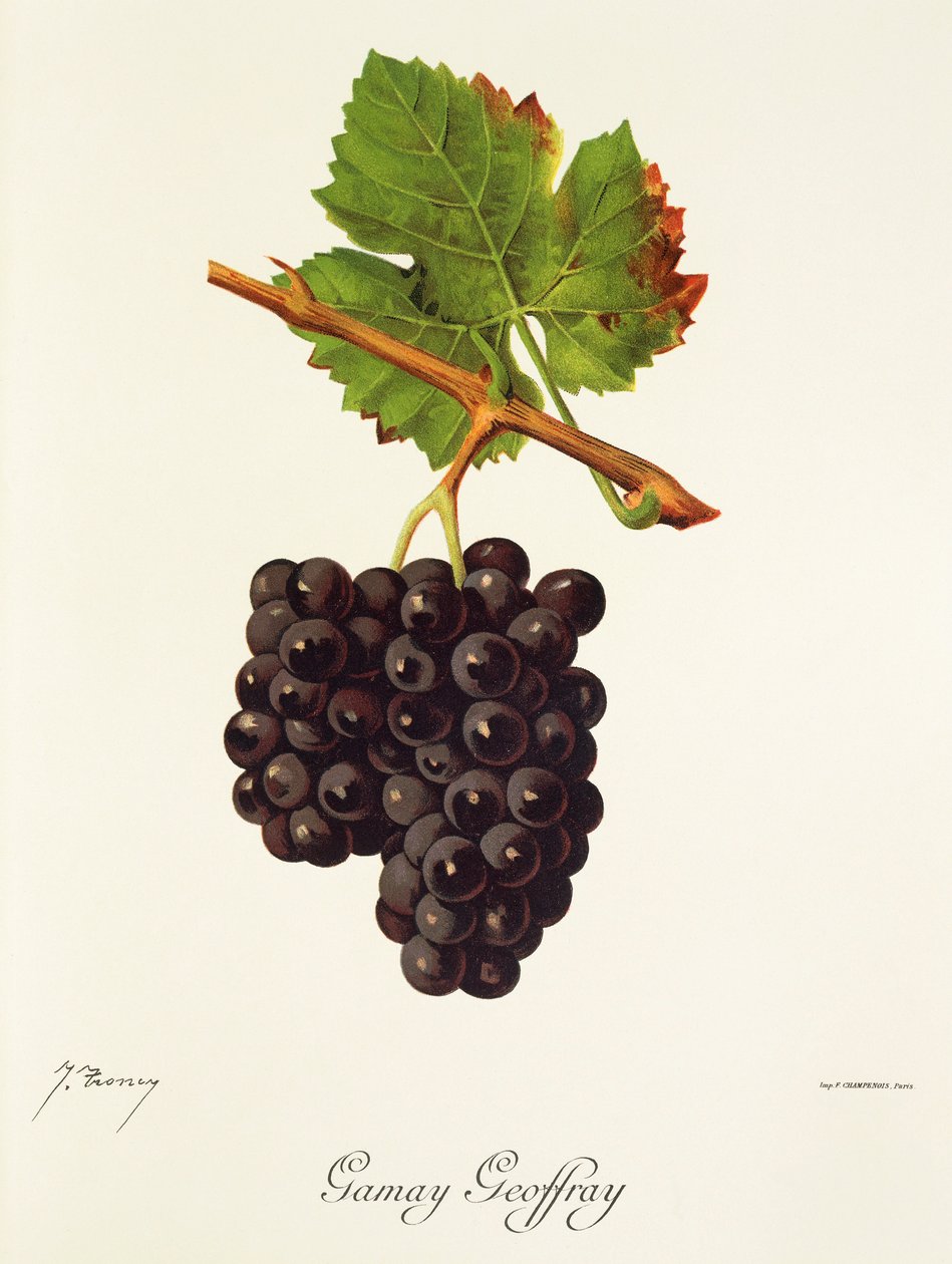 Gamay Geoffray Grape by Jules Troncy