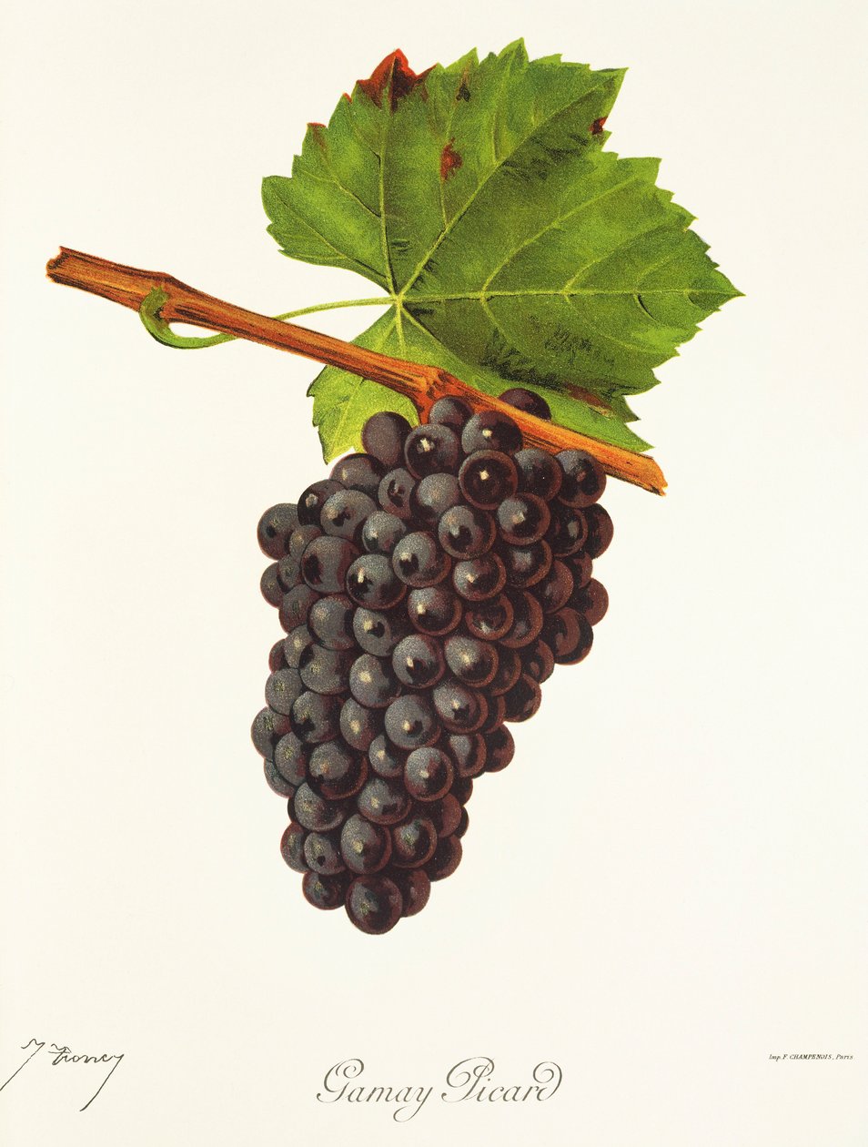 Gamay Picard Grape by Jules Troncy