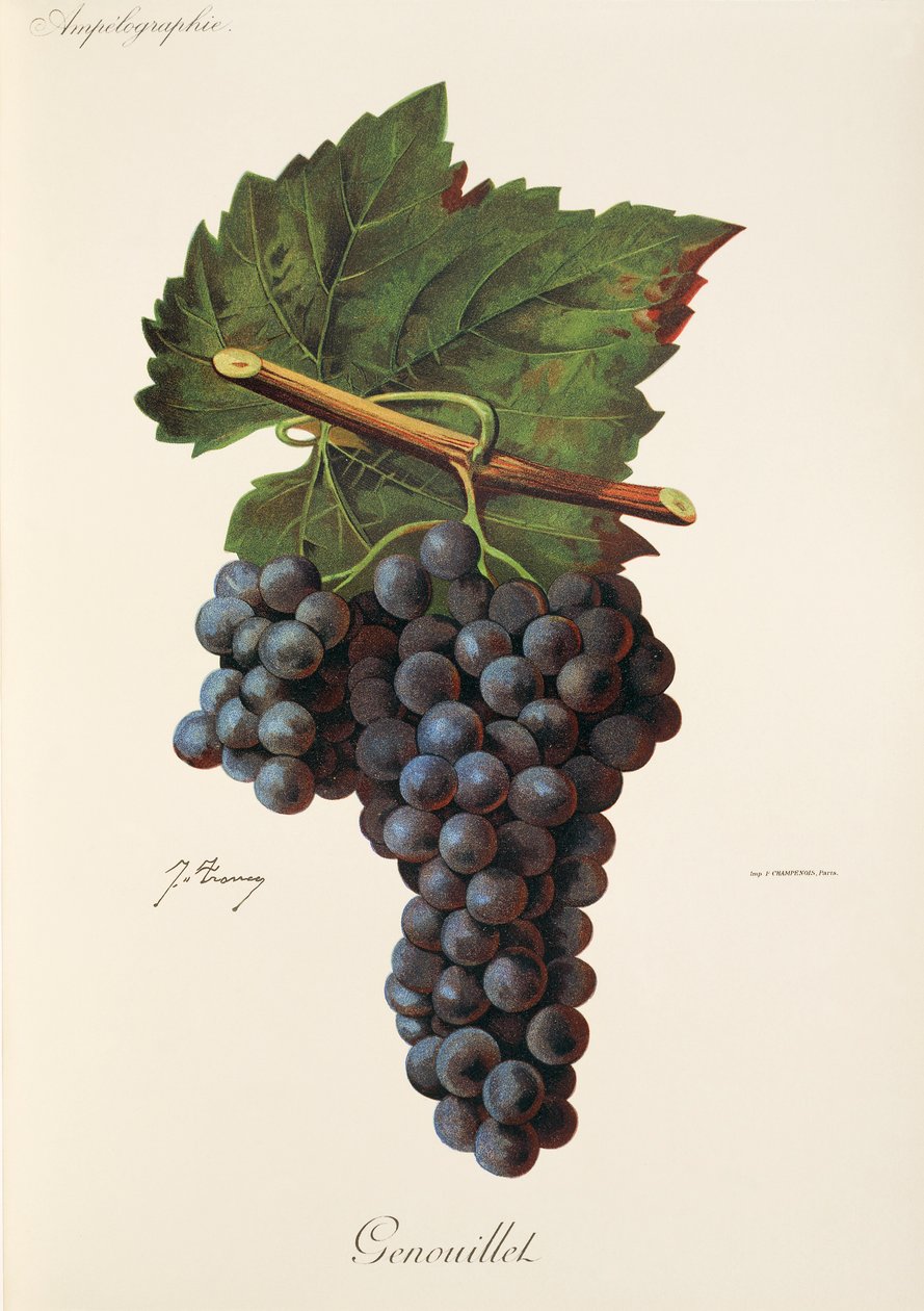 Genouillet Grape by Jules Troncy