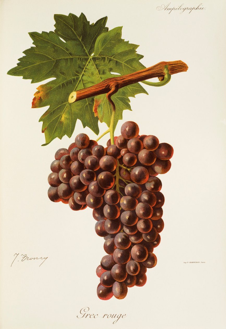 Grec Rouge Grape by Jules Troncy