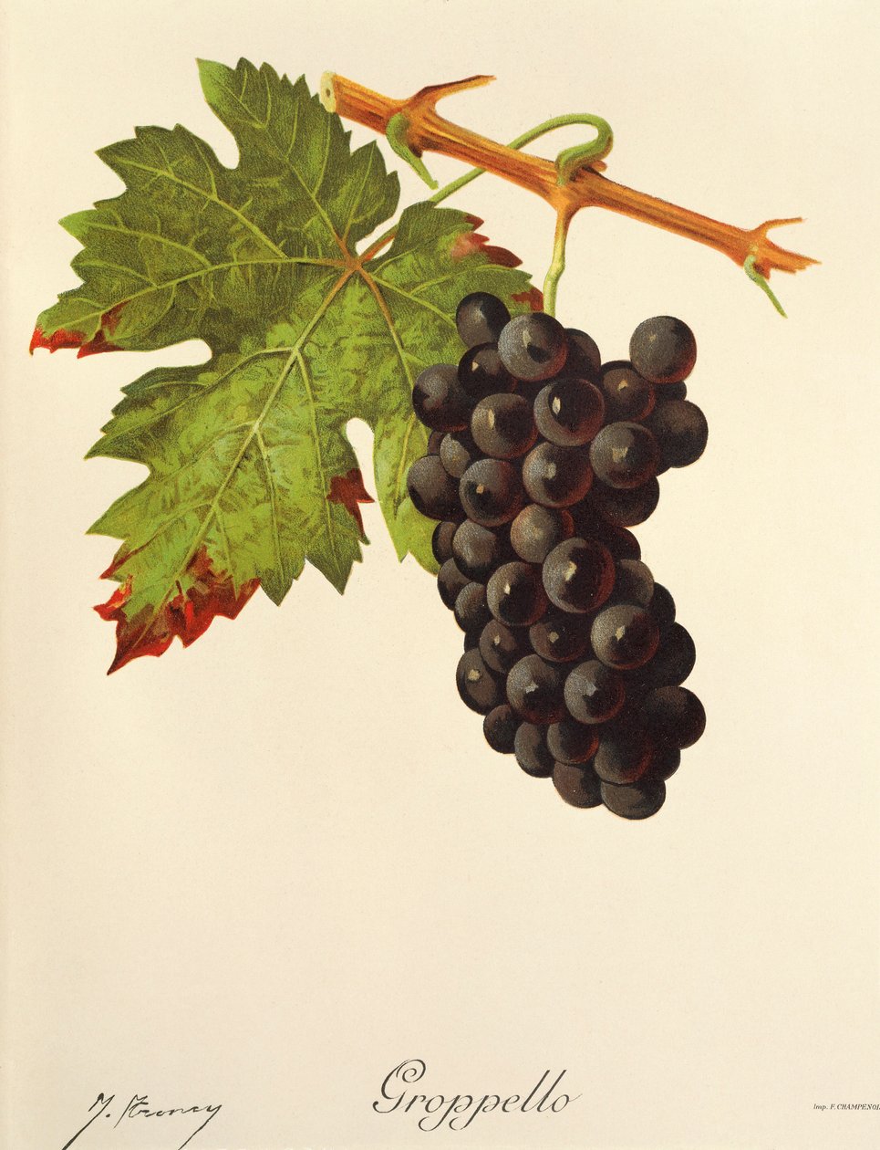 Groppello Grape by Jules Troncy