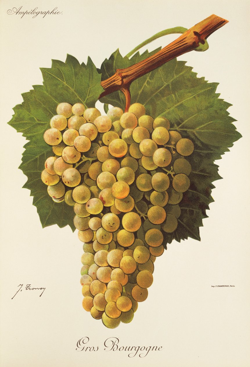 Gros Bourgogne grape by Jules Troncy
