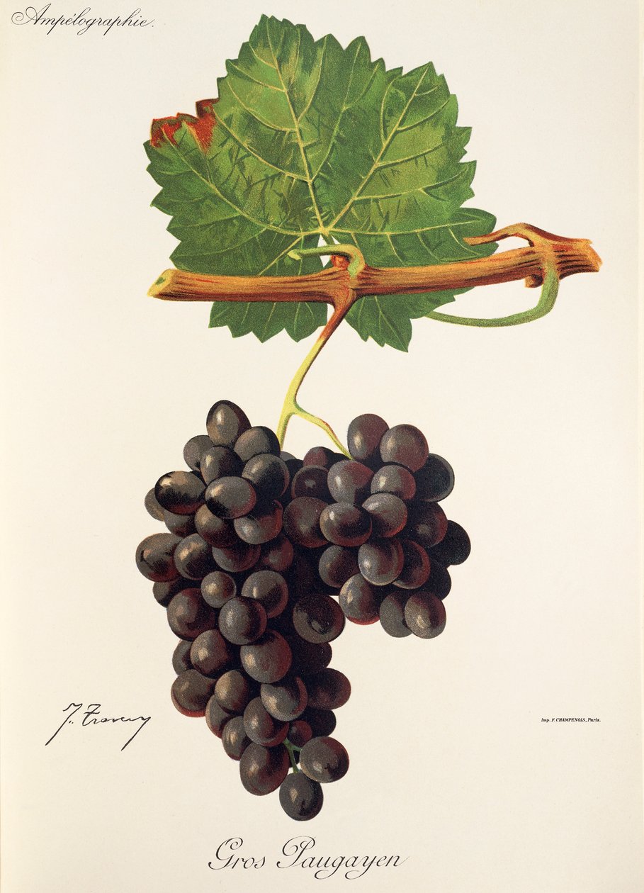 Gros Paugayen grape by Jules Troncy