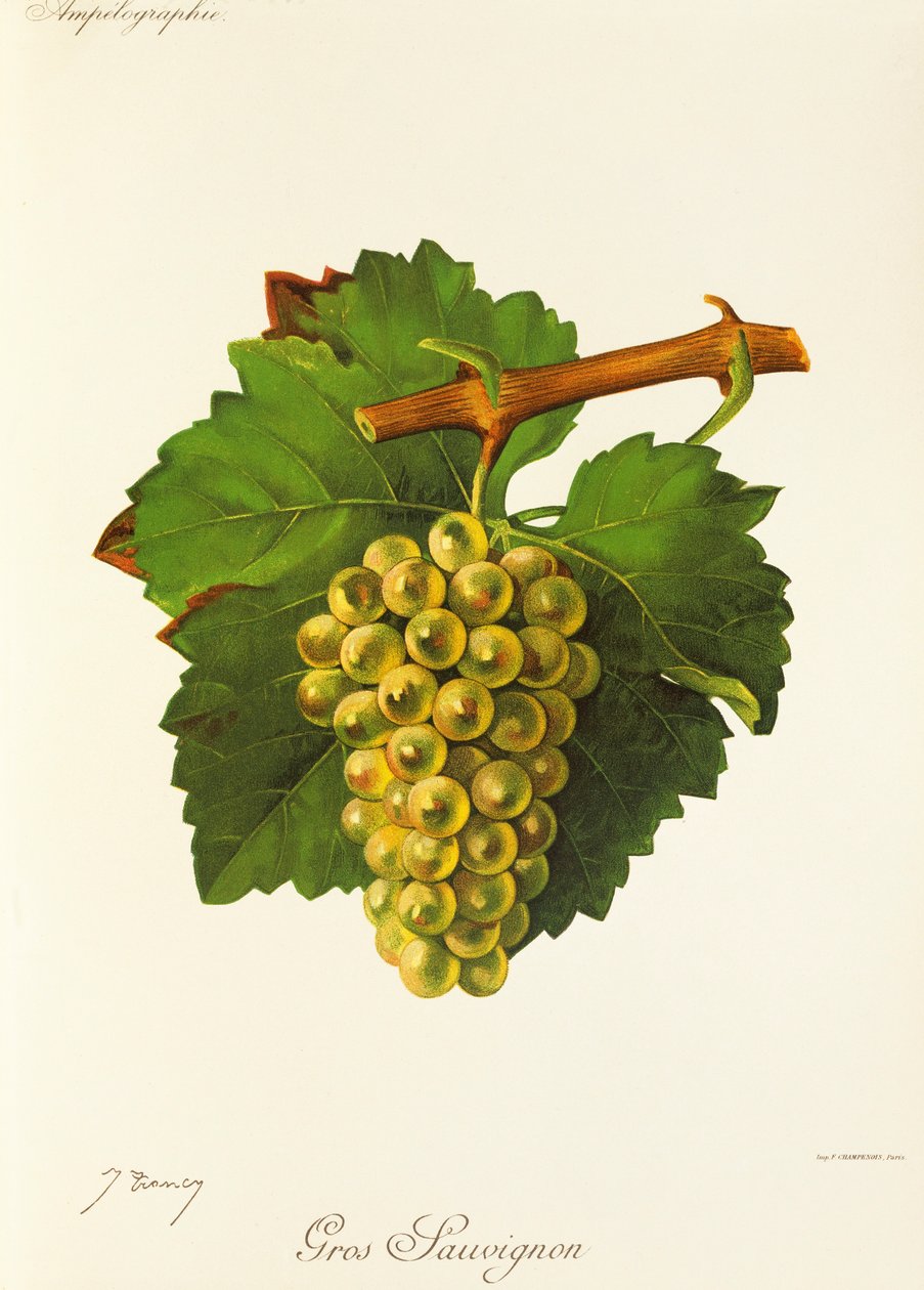 Gros Sauvignon grape by Jules Troncy