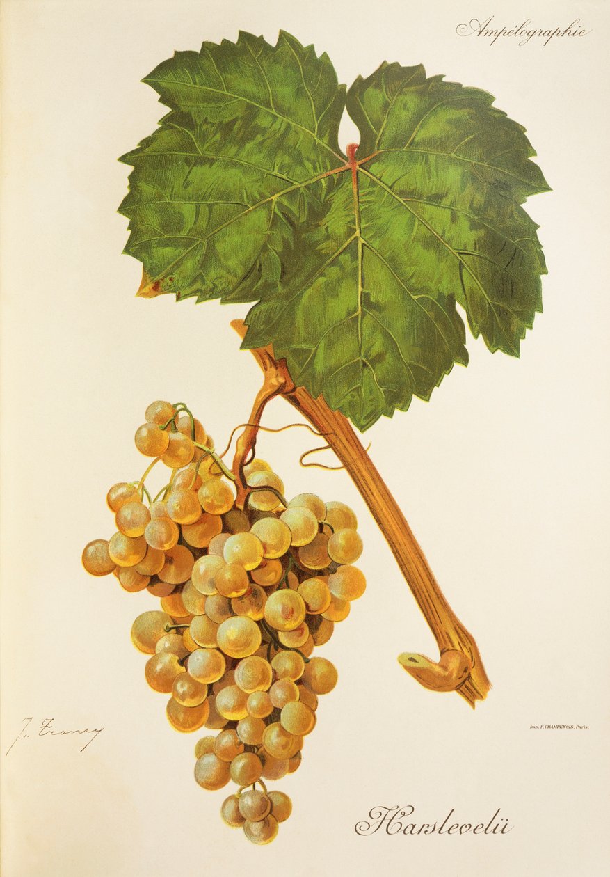 Harslevelu Grape by Jules Troncy