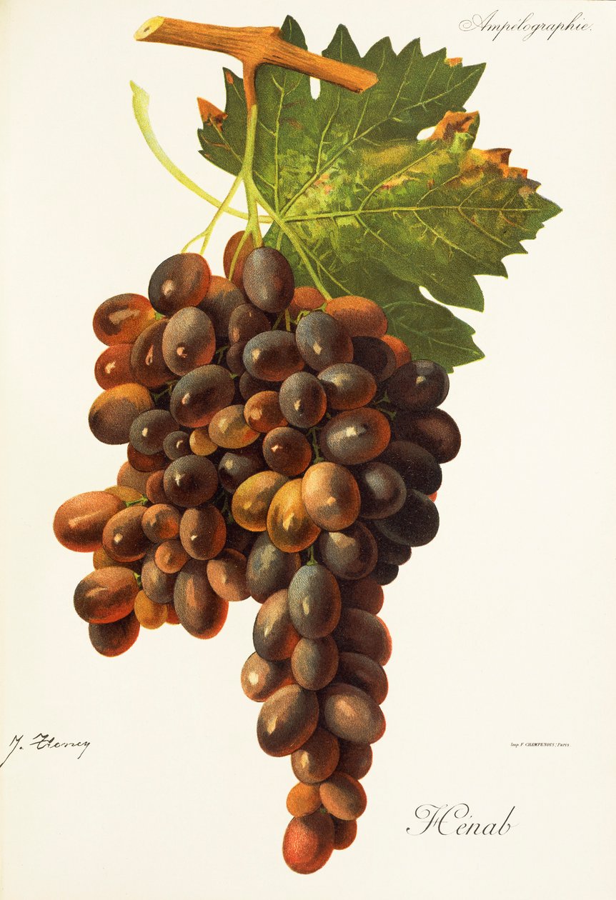 Henab Noir Grape by Jules Troncy