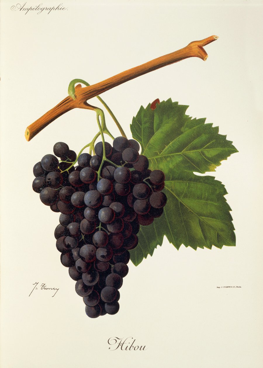 Hibou Grape by Jules Troncy