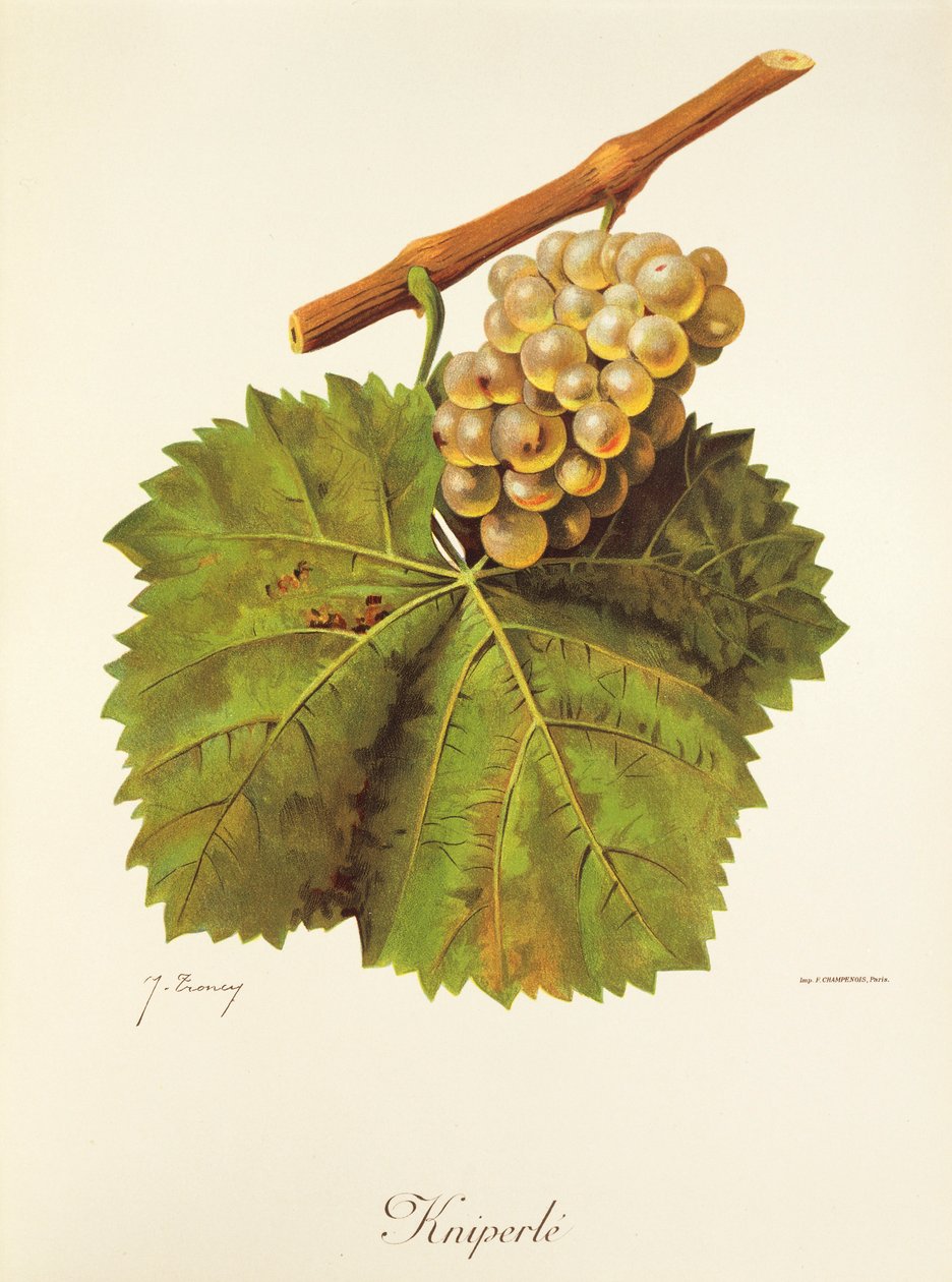 Kniperle grape by Jules Troncy