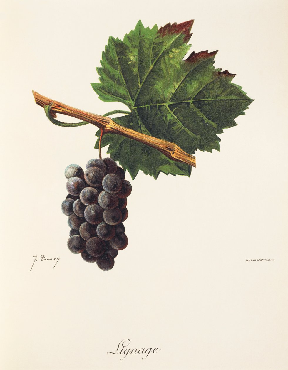 Lignage grape by Jules Troncy