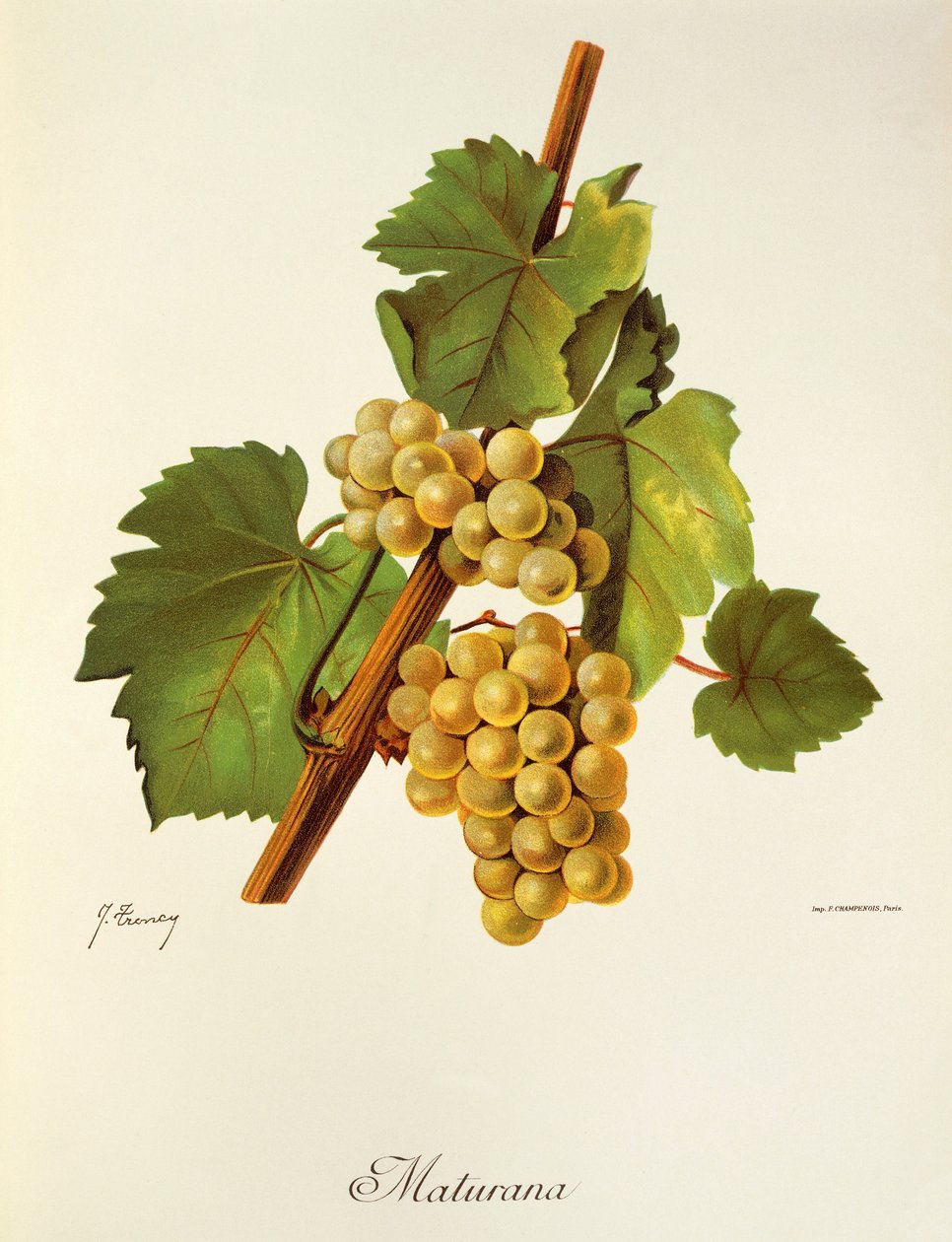 Maturana grape by Jules Troncy