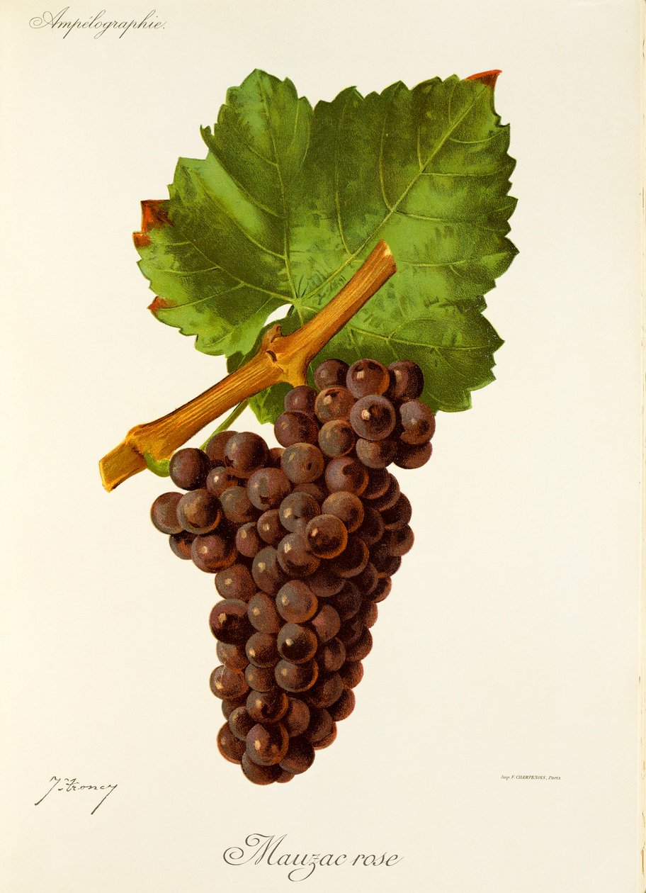 Mauzac Rose Grape by Jules Troncy