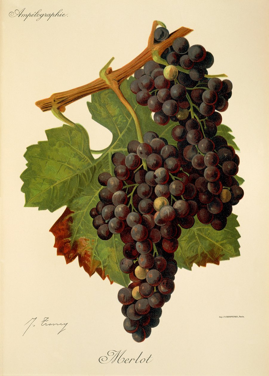 Merlot Grape by Jules Troncy