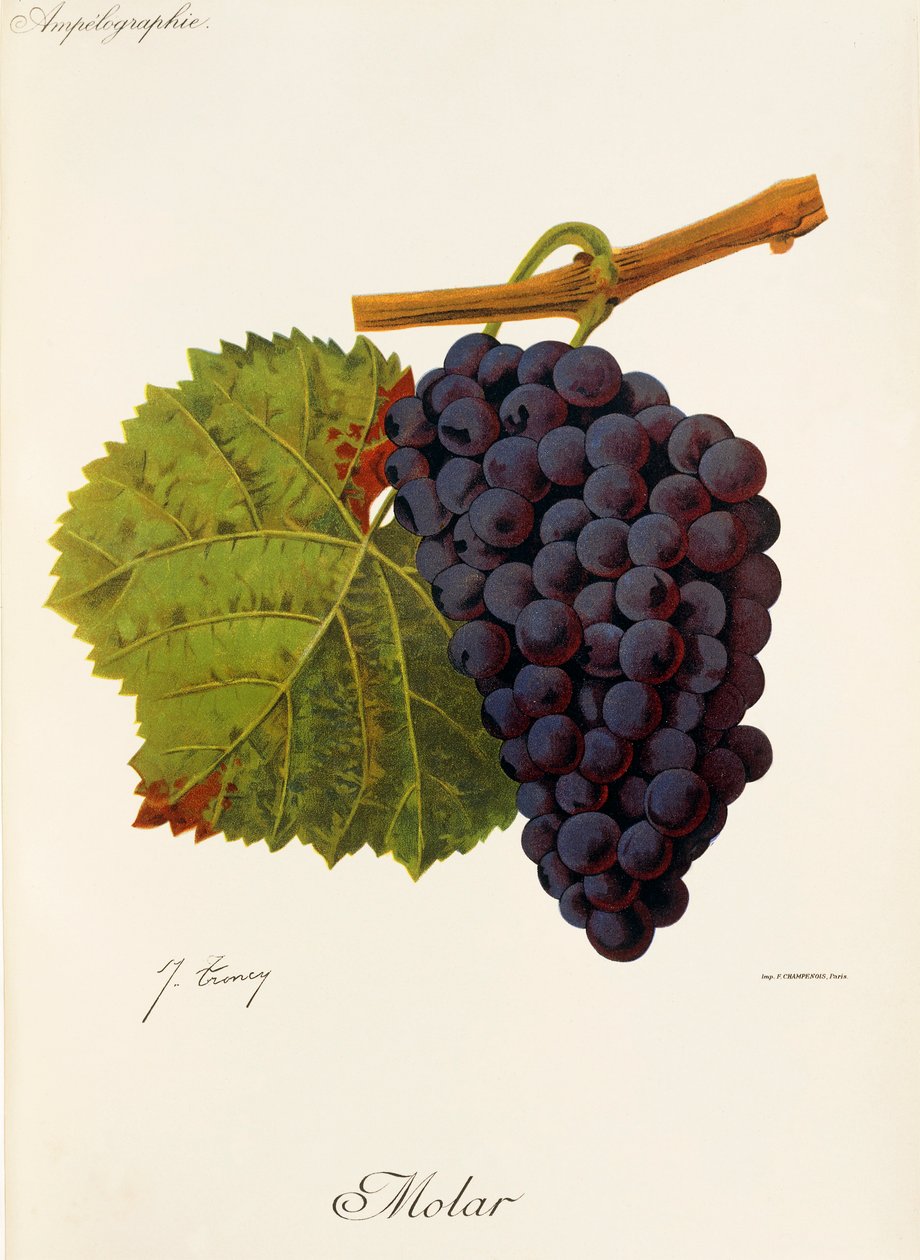 Molar grape by Jules Troncy