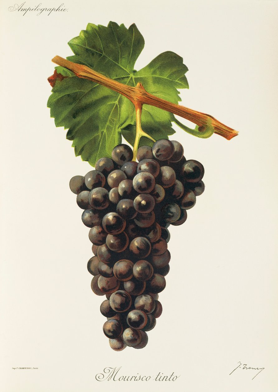 Mourisco Tinto grape by Jules Troncy