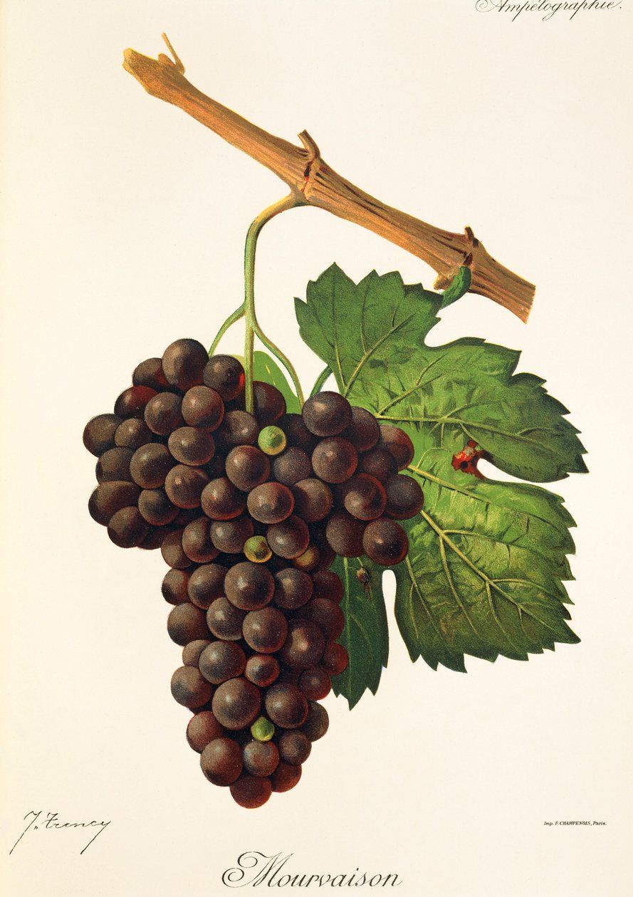 Mourvaison grape by Jules Troncy