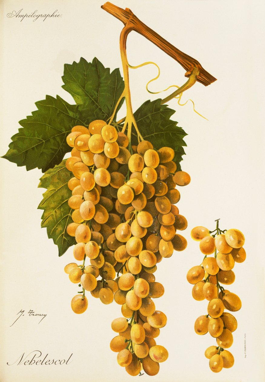 Nebelescol Grape by Jules Troncy