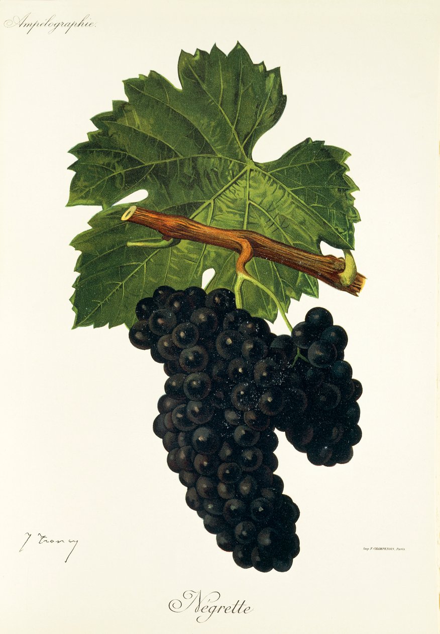 Negrette grape by Jules Troncy