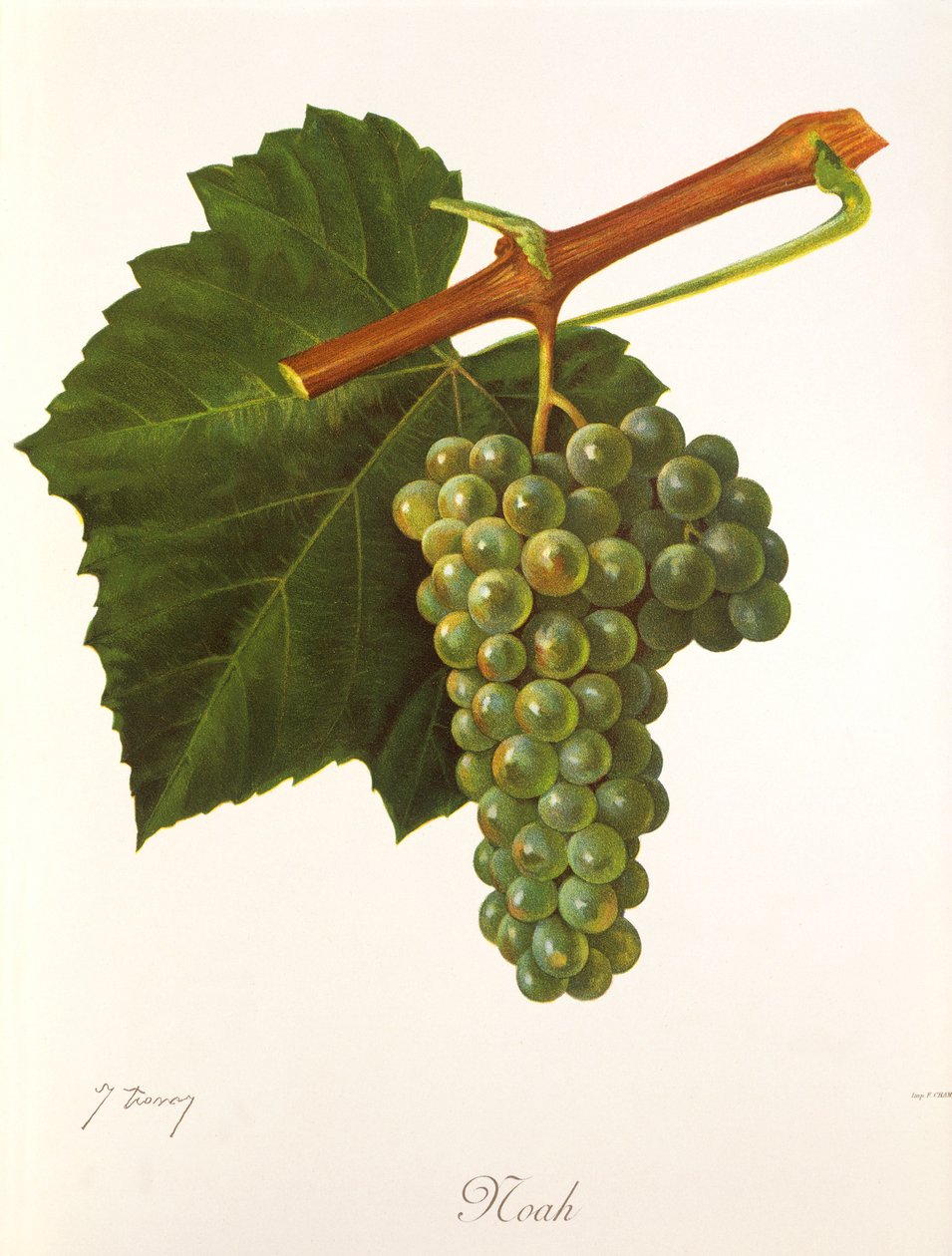 Noah grape by Jules Troncy