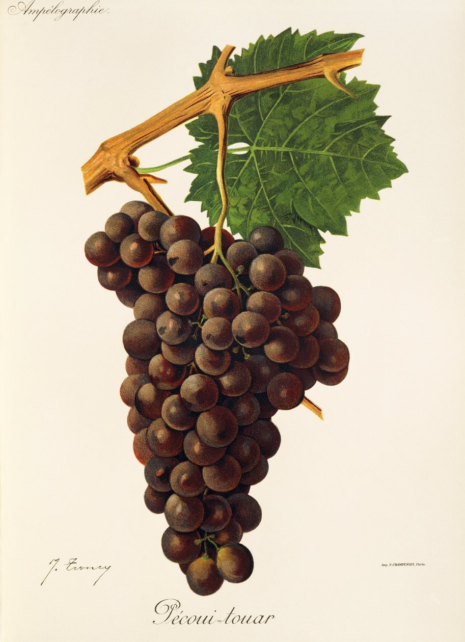 Pecoui-touar grape by Jules Troncy