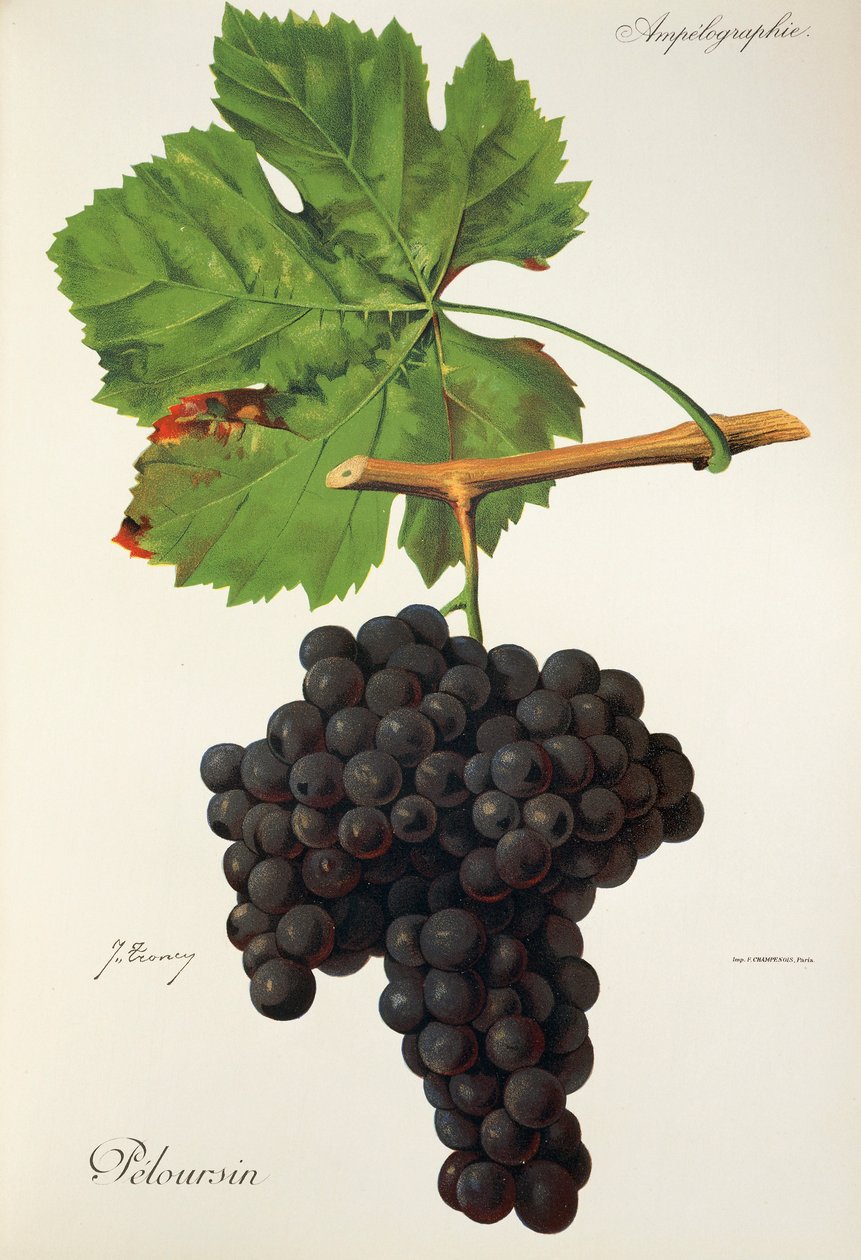 Peloursin grape by Jules Troncy
