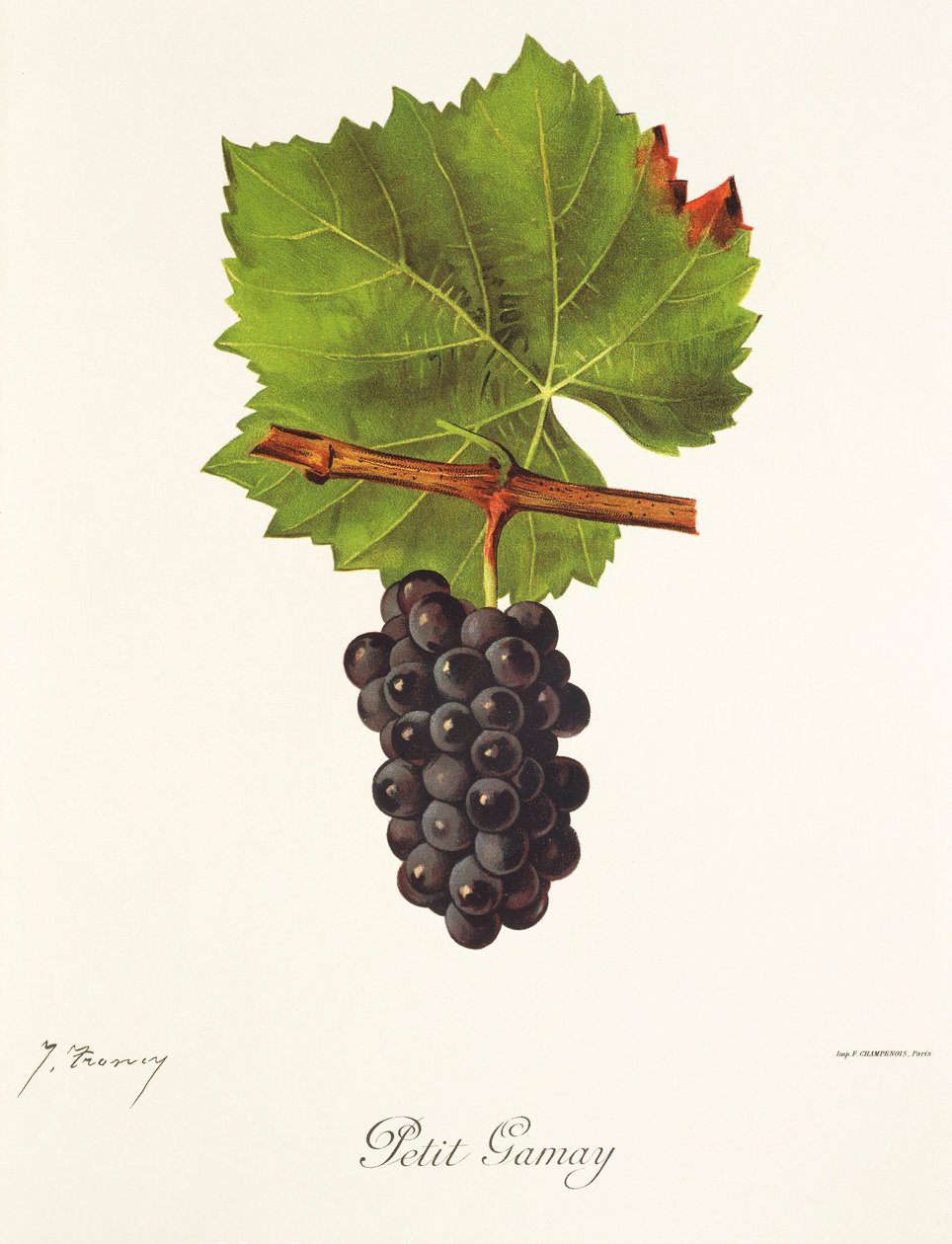 Petit Gamay Grape by Jules Troncy