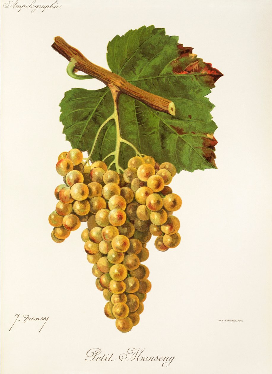 Petit Manseng Grape by Jules Troncy