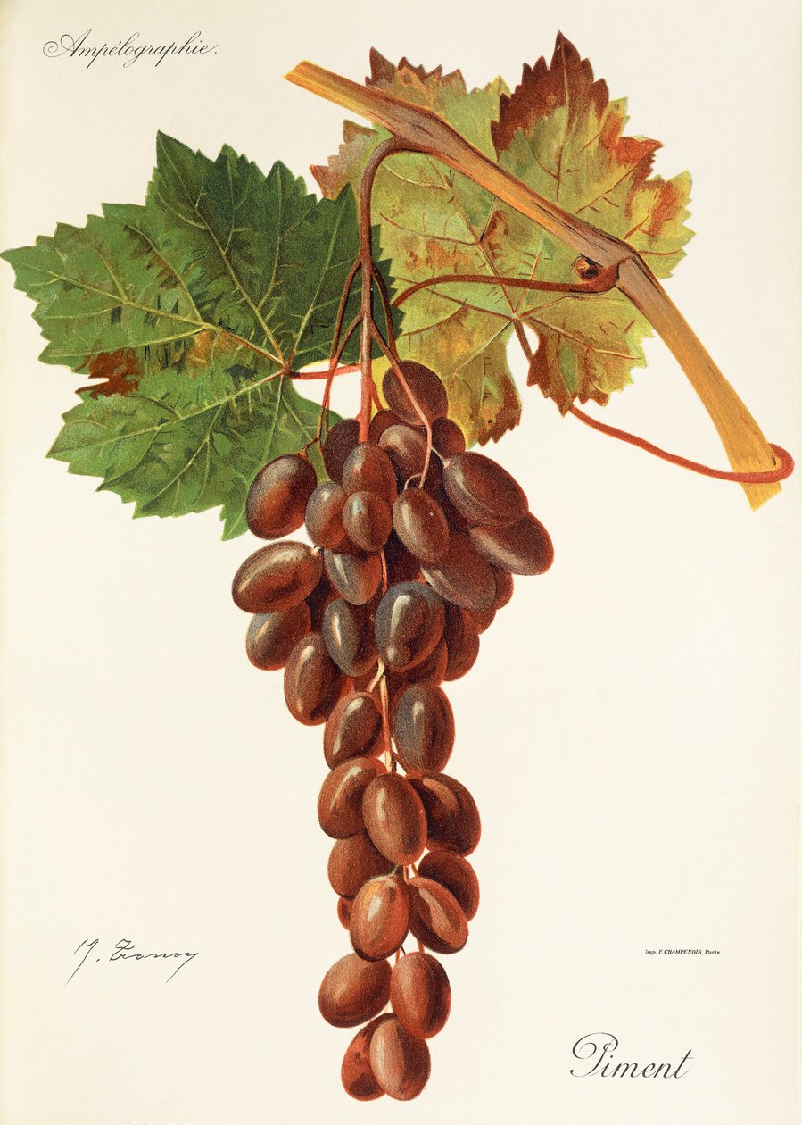 Piment grape by Jules Troncy