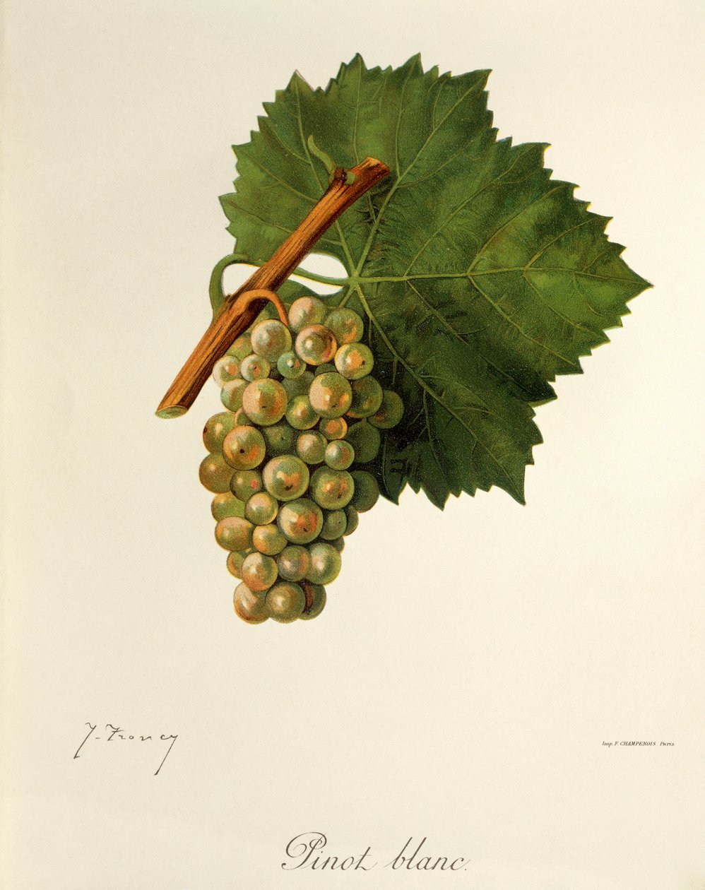 Pinot Blanc Grape by Jules Troncy