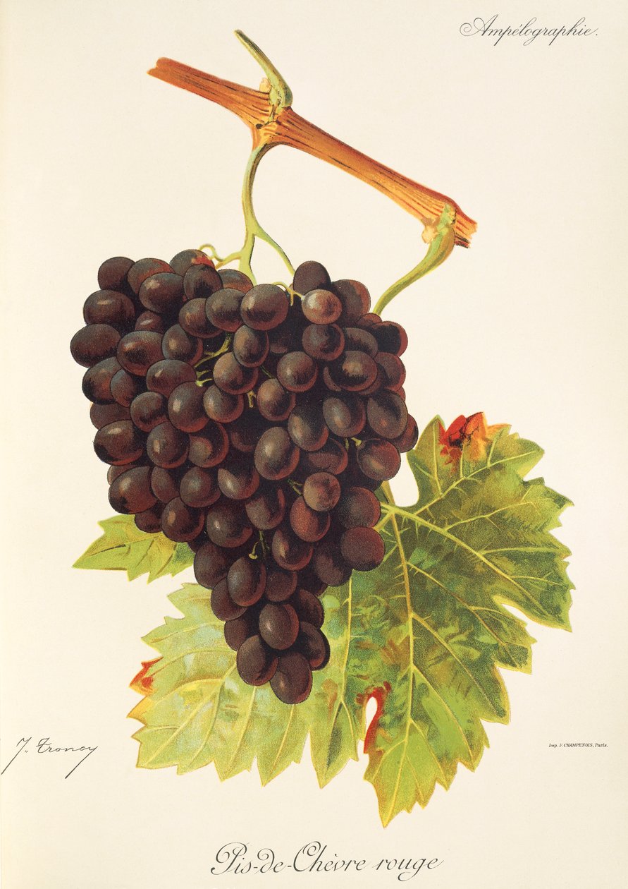 Pis-de-Chevre Rouge grape by Jules Troncy