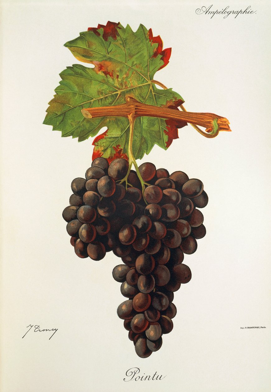 Pointu grape by Jules Troncy