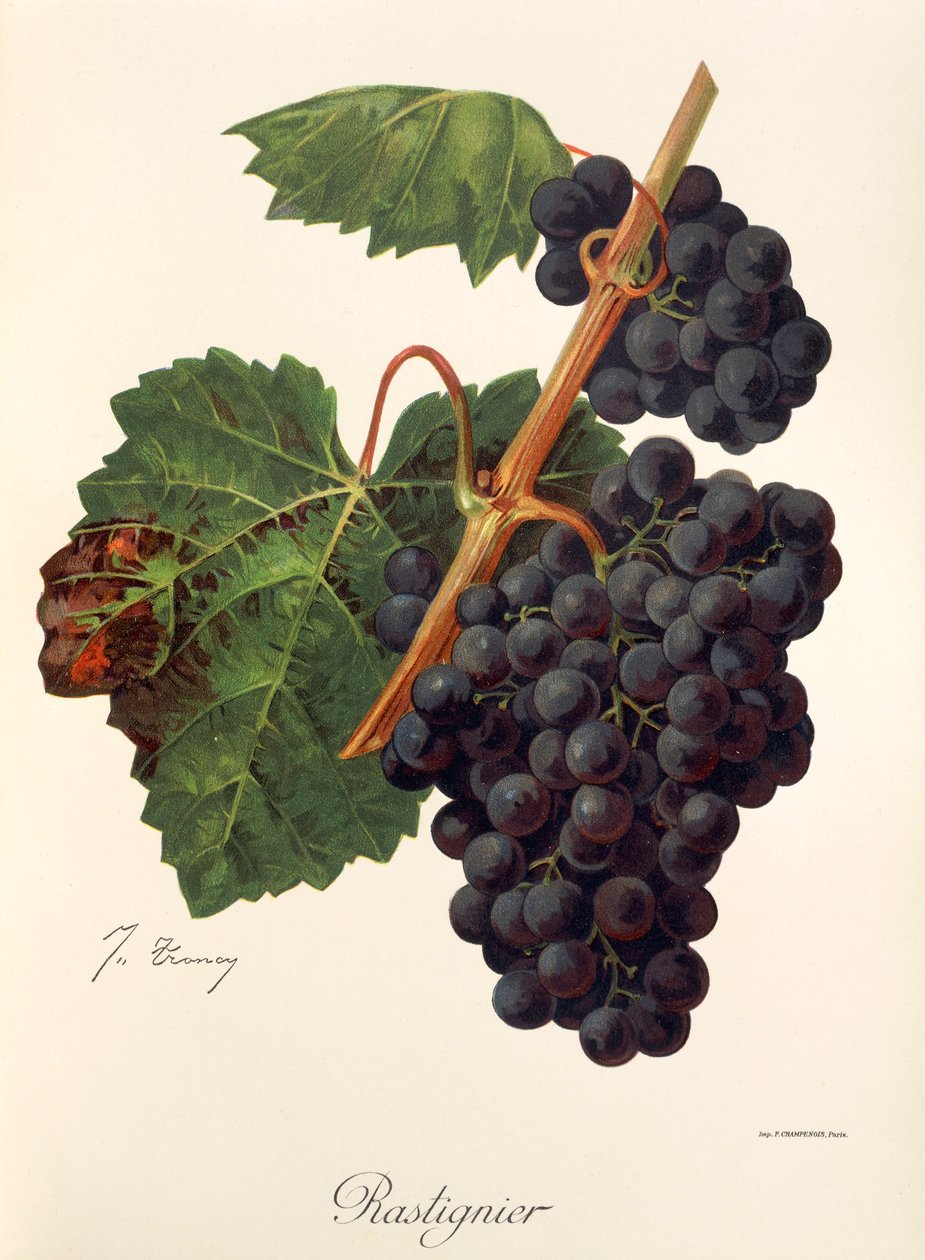 Rastignier grape by Jules Troncy