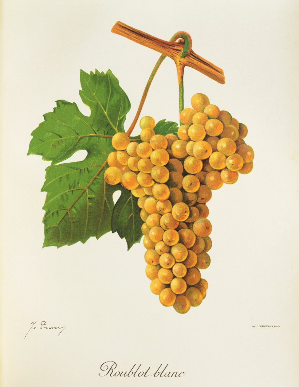 Roublot Blanc grape by Jules Troncy