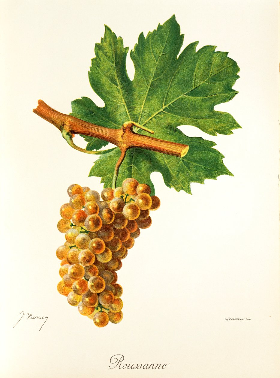 Rousanne grape by Jules Troncy