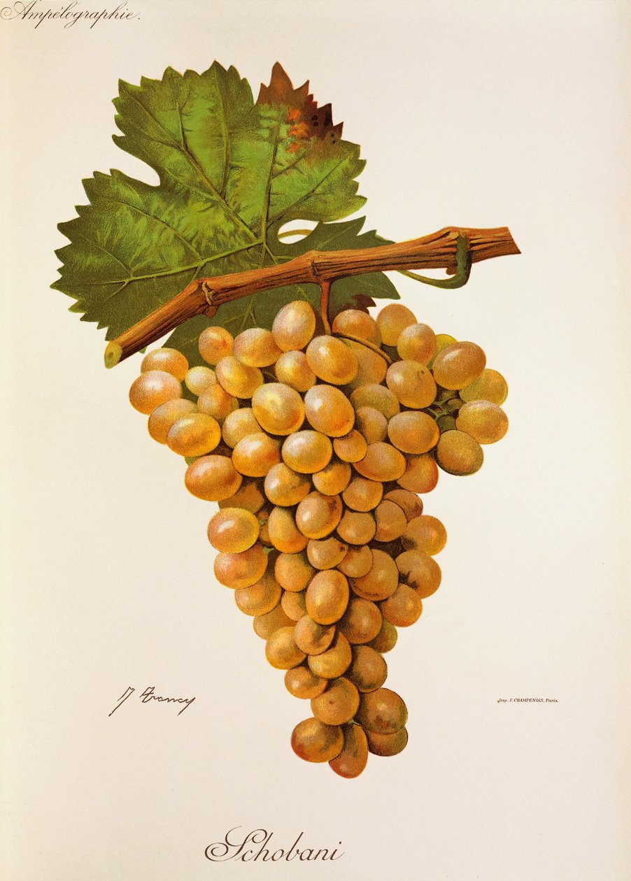 Schobani grape by Jules Troncy