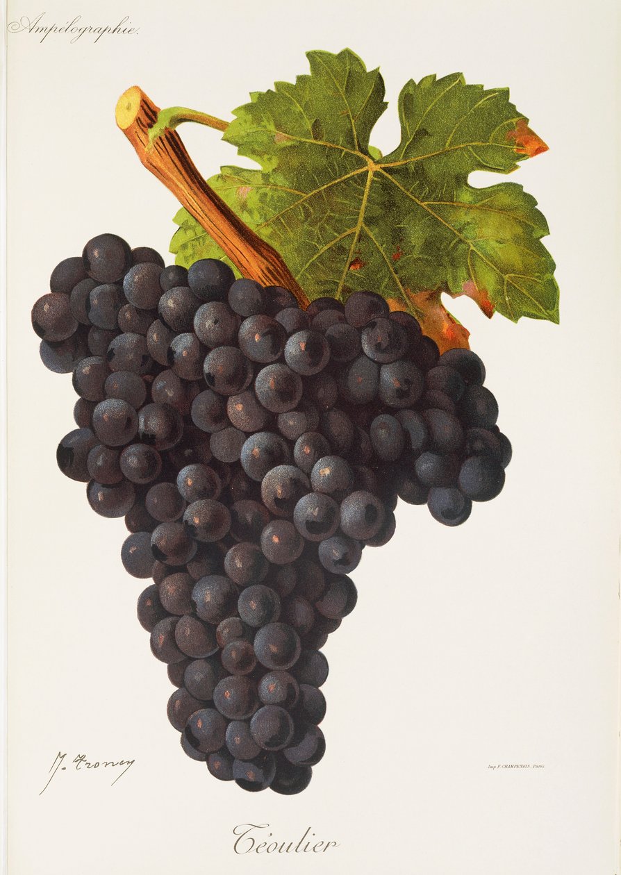 Teoulier Grape by Jules Troncy