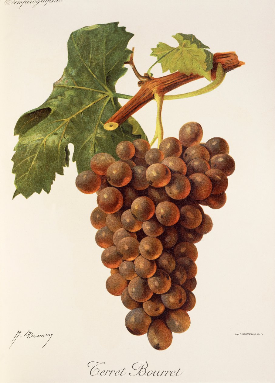 Terret Bourret grape by Jules Troncy