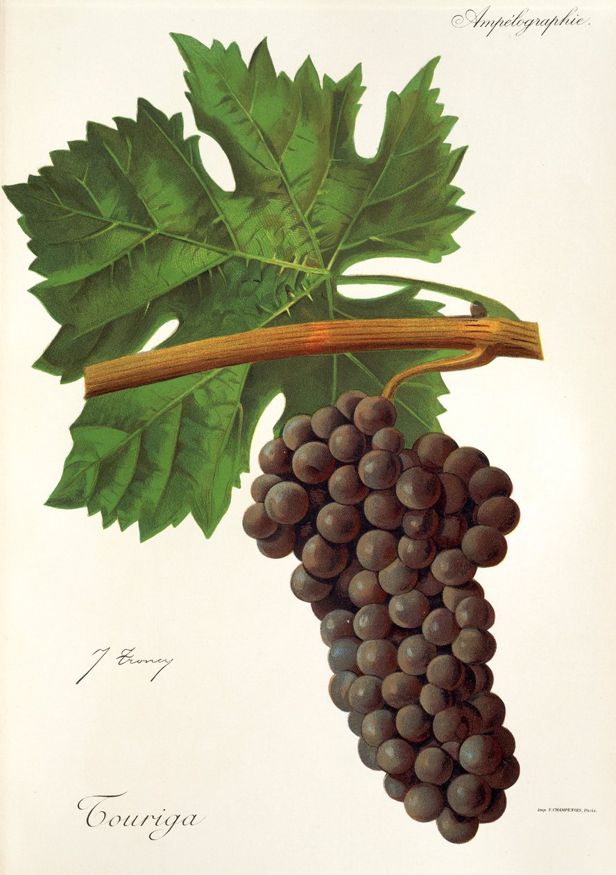Touriga grape by Jules Troncy