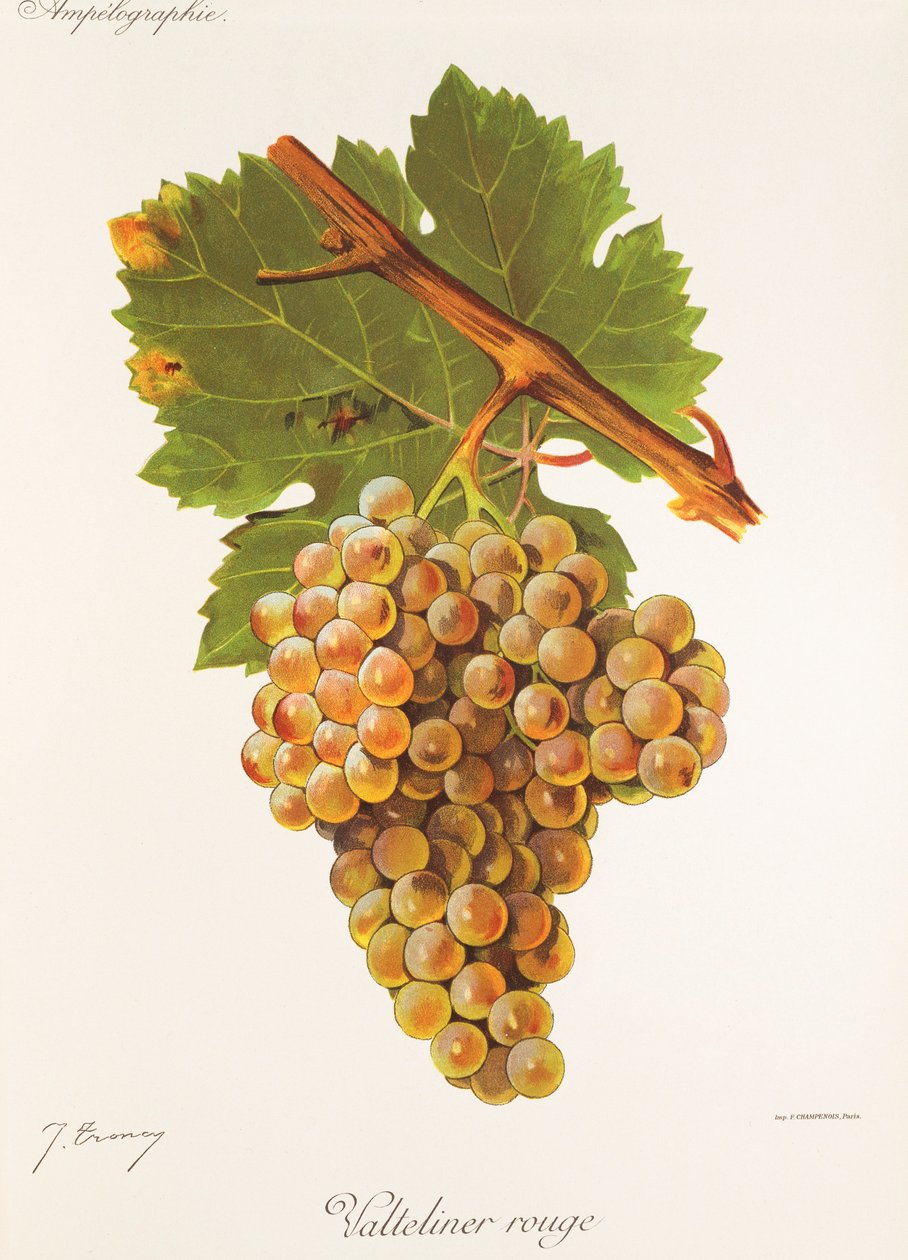 Valteliner Rouge grape by Jules Troncy