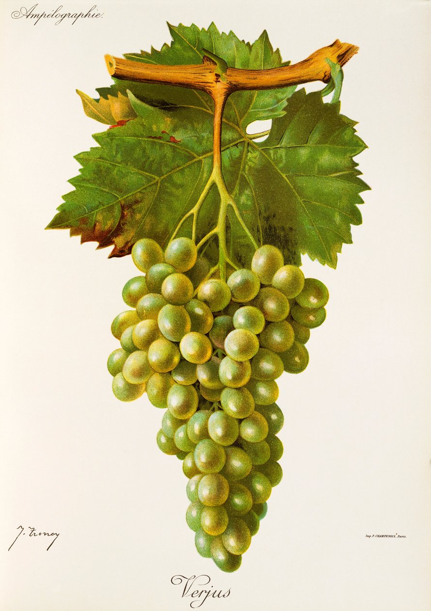 Verjus Grape by Jules Troncy