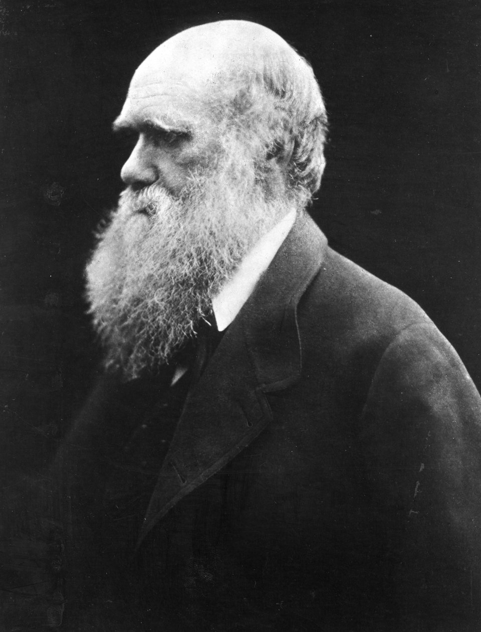 Charles Darwin by Julia Margaret Cameron