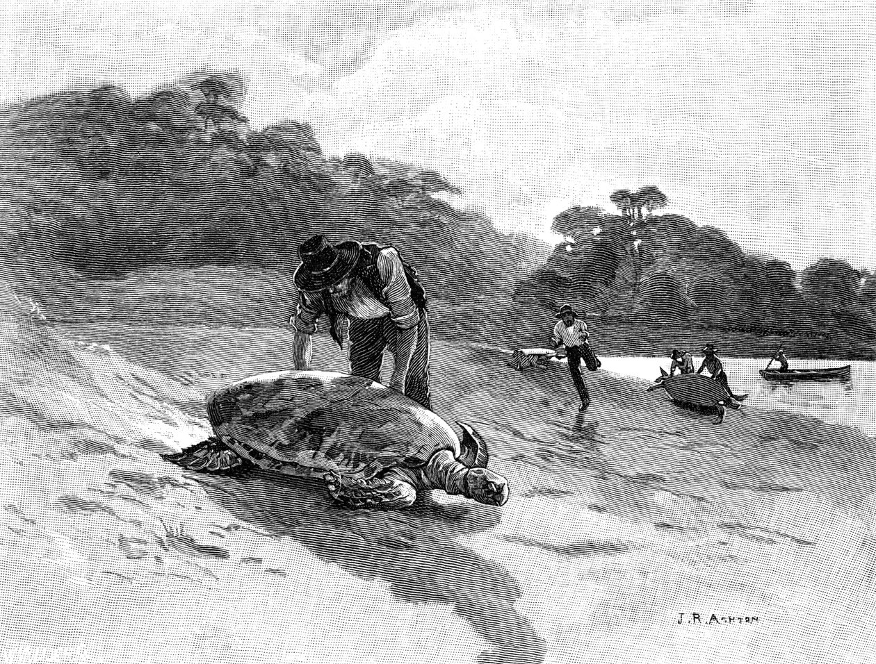 Turtle Catching, 1886 by Julian Ashton