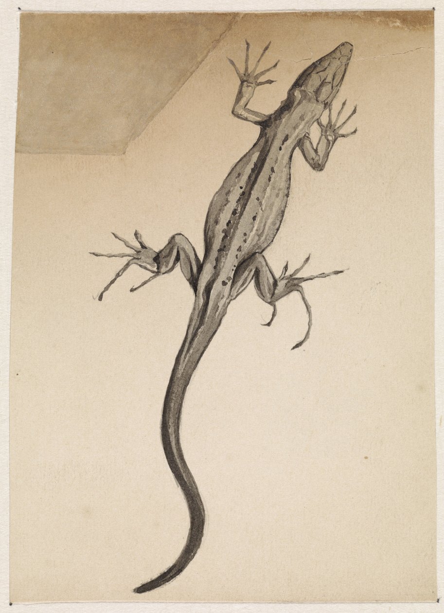 Lizard by Julie de Graag