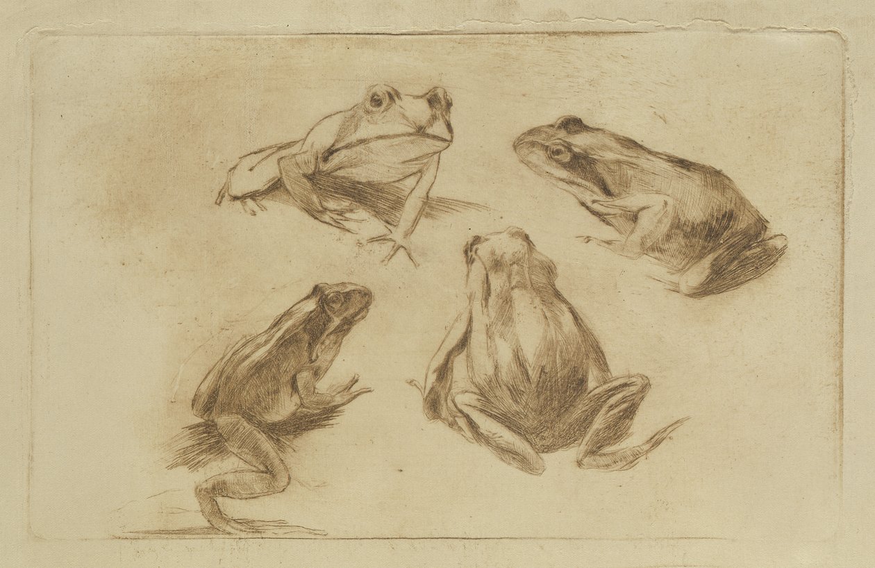Frogs by Julius Wohlers