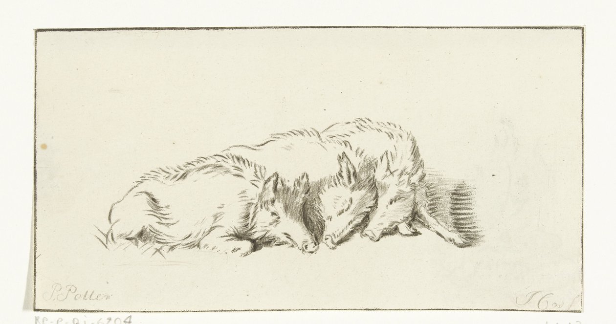 Three Lying Pigs by Jurriaan Cootwijck