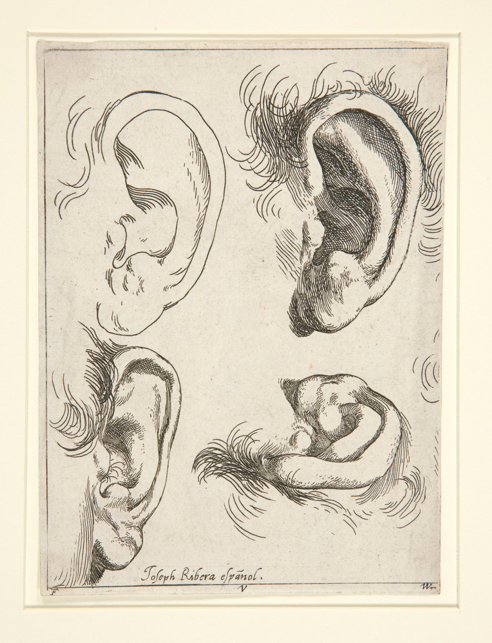 Studies of Four Ears by Jusepe de Ribera